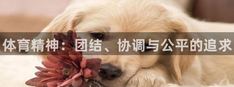 J9官网下载招商电话地址查询：体育精神：团结、协调与